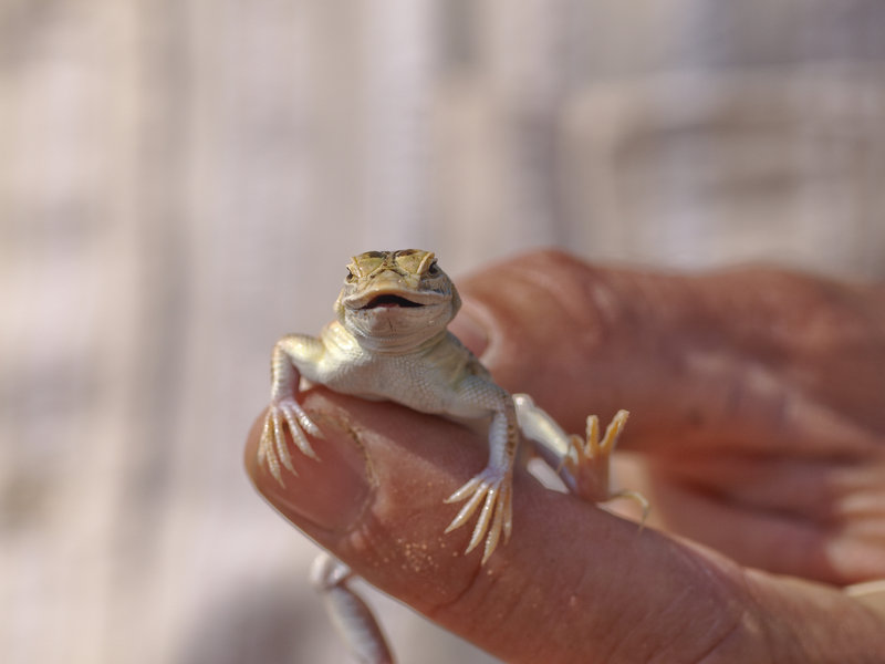 Swakopmund, Shovel Snouted Lizard